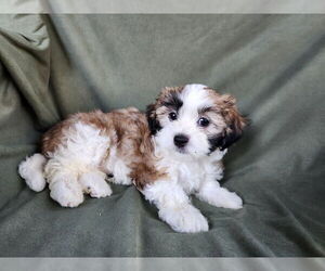 Maltese-Poodle (Toy) Mix Dogs for adoption in Pacolet, SC, USA