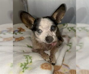 Chihuahua Dogs for adoption in Santa Maria, CA, USA