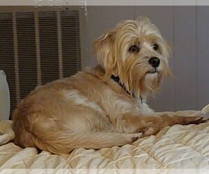 Lhasa Apso-Unknown Mix Dogs for adoption in Wetumpka, AL, USA