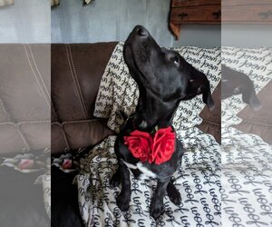 Labrador Retriever-Unknown Mix Dogs for adoption in Cottage Grove, MN, USA