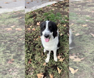 Great Pyrenees Dogs for adoption in Dana Point, CA, USA