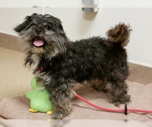 Shih Apso Dogs for adoption in Fremont, CA, USA