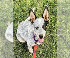 Mutt Dogs for adoption in Denver, CO, USA