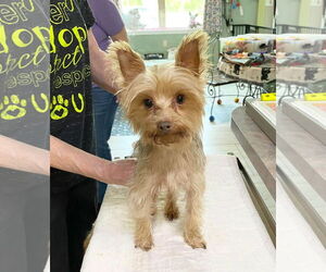 Mutt Dogs for adoption in Benton, LA, USA