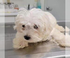 Maltese Dogs for adoption in Spring, TX, USA