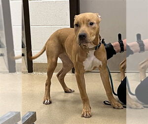 American Pit Bull Terrier Dogs for adoption in Derwood, MD, USA