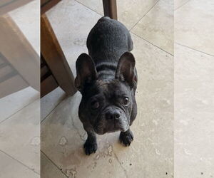 French Bulldog Dogs for adoption in Boca Raton, FL, USA