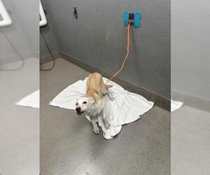 Siberian Husky-Unknown Mix Dogs for adoption in Las Vegas, NV, USA