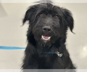 Labrador Retriever-Unknown Mix Dogs for adoption in Brewster, NY, USA