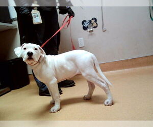 Argentinian Mastiff-Unknown Mix Dogs for adoption in Martinez, CA, USA