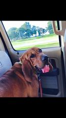 Coonhound Dogs for adoption in Des Moines, IA, USA