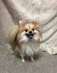 Pomeranian Dogs for adoption in Chester, IL, USA