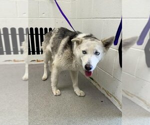 Siberian Husky Dogs for adoption in San Bernardino, CA, USA