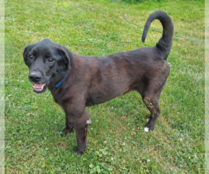Labrador Retriever Dogs for adoption in Dellslow, WV, USA