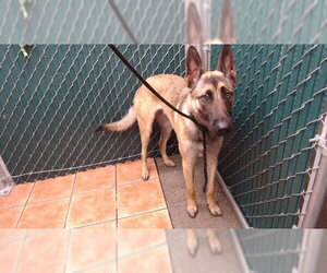 Mutt Dogs for adoption in Downey, CA, USA