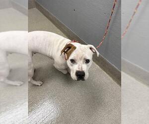 American Pit Bull Terrier-Unknown Mix Dogs for adoption in Las Vegas, NV, USA