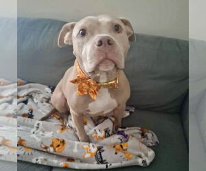 Staffordshire Bull Terrier Dogs for adoption in Spring Lake, NC, USA