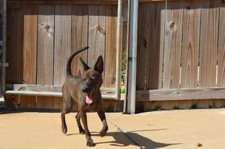 Miniature Pinscher Dogs for adoption in Albany, GA, USA