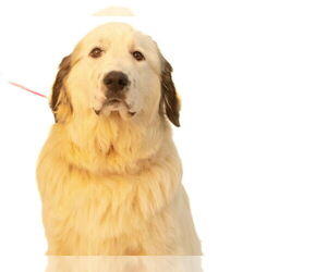 Great Pyrenees-Unknown Mix Dogs for adoption in Brooklyn Center, MN, USA