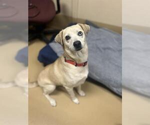 Mutt Dogs for adoption in Chula Vista, CA, USA
