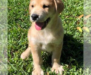 Australian Retriever Dogs for adoption in Royal Palm Beach, FL, USA