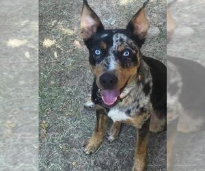 Catahoula Leopard Dog-Unknown Mix Dogs for adoption in Newcastle, OK, USA
