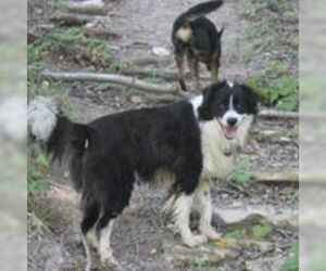 Border Collie-Unknown Mix Dogs for adoption in Paso Robles, CA, USA