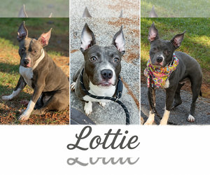 Boston Terrier-Unknown Mix Dogs for adoption in Shillington, PA, USA