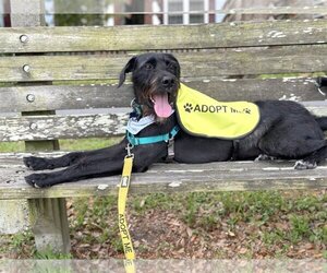 Poodle (Standard)-Unknown Mix Dogs for adoption in Savannah, GA, USA