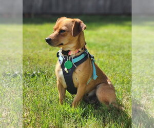 Chihuahua-Unknown Mix Dogs for adoption in Bellevue, WA, USA