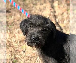 Labrador Retriever-Unknown Mix Dogs for adoption in Yardley, PA, USA
