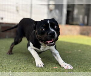 Boston Terrier-Unknown Mix Dogs for adoption in Beverly Hills, CA, USA