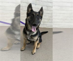 German Shepherd Dog-Unknown Mix Dogs for adoption in San Bernardino, CA, USA
