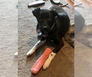 Borador Dogs for adoption in Crystal , MN, USA
