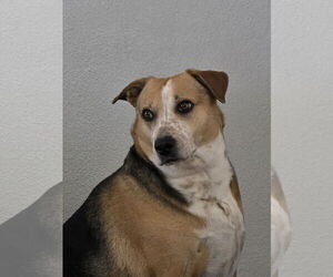 Mutt Dogs for adoption in Chandler, AZ, USA