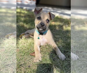 Pug-Unknown Mix Dogs for adoption in The Woodlands, TX, USA