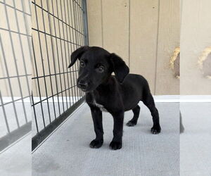 Dachshund-Unknown Mix Dogs for adoption in Bolivar, MO, USA