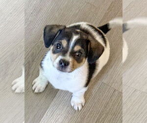 Chihuahua-Unknown Mix Dogs for adoption in Corona, CA, USA
