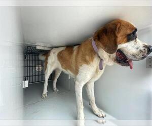 Saint Bernard Dogs for adoption in Houston, TX, USA