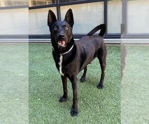 Australian Kelpie Dogs for adoption in San Francisco, CA, USA