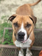 Boxer Dogs for adoption in Rockaway, NJ, USA