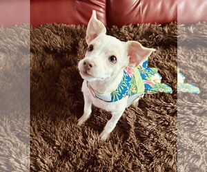 Rat-Cha Dogs for adoption in Des Moines, IA, USA
