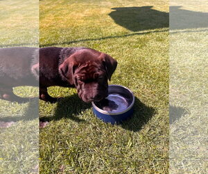Mutt Dogs for adoption in New London, WI, USA
