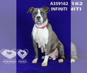 American Pit Bull Terrier Dogs for adoption in Stockton, CA, USA