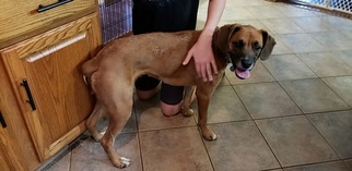 Boxer Dogs for adoption in Plainfield, IL, USA