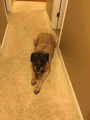 Mastiff Dogs for adoption in St. Louis Park, MN, USA