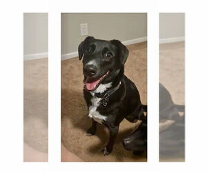 Aussiedor Dogs for adoption in Mooresville, NC, USA