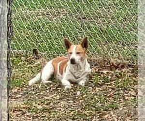 Cardigan Welsh Corgi-Unknown Mix Dogs for adoption in San Antonio, TX, USA