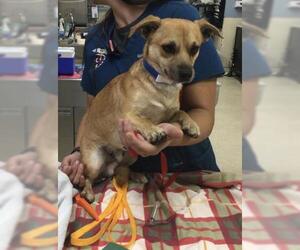 Chihuahua-Unknown Mix Dogs for adoption in Riverside, CA, USA