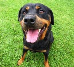 Rottweiler Dogs for adoption in Belleville, MI, USA